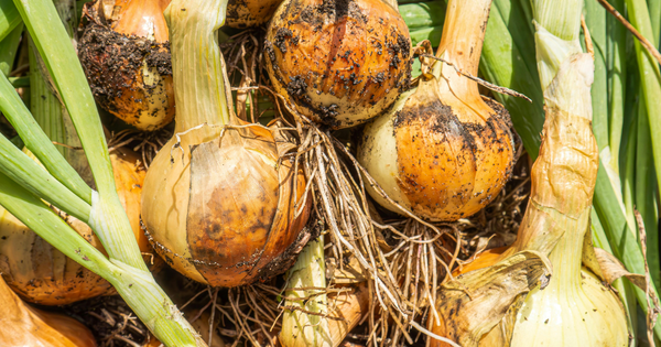 玉ねぎの水やり：いつまで続ける？成功の秘訣と栽培のコツ