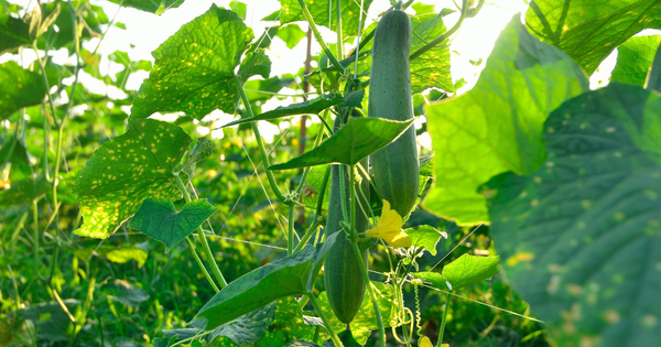 キュウリ苗から始める家庭菜園：初心者でも失敗しない栽培ガイド