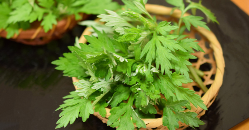 摘みたてよもぎを長持ちさせる！プロが教える保存方法