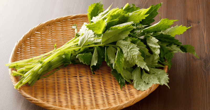 芹を味わい尽くす！プロが教える絶品レシピと食べ方の注意点