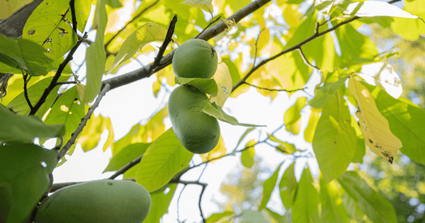 ポポー栽培ガイド：実がなるまで何年？育て方のコツと魅力を徹底解説