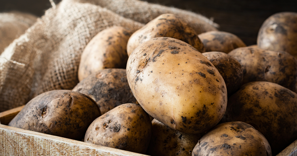 今が旬！じゃがいもの種類と選び方、保存方法を徹底解説