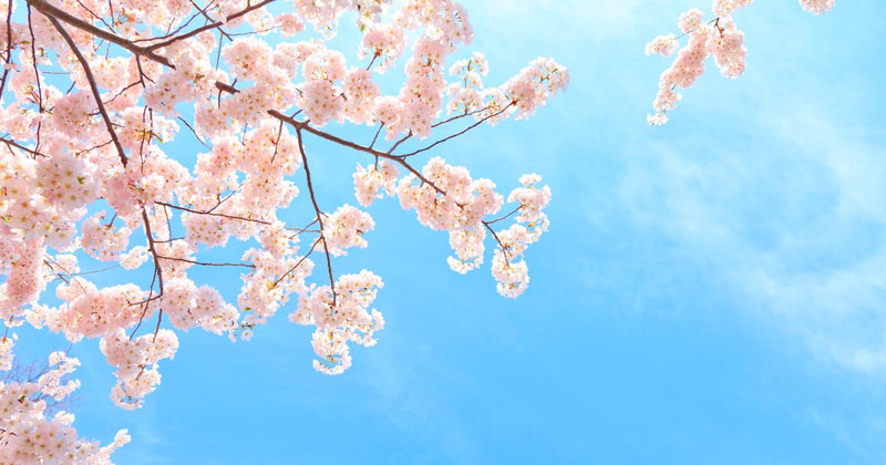 さくらんぼは桜の木から？知られざる関係と品種の違い