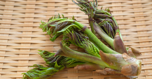 タラの芽のトゲ：美味しさの証？知っておきたい基礎知識と安全な採取方法