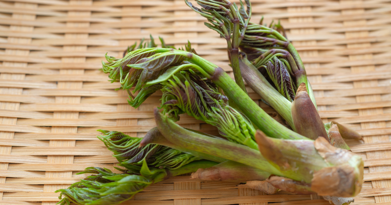 タラの芽のトゲ：美味しさの証？知っておきたい基礎知識と安全な採取方法