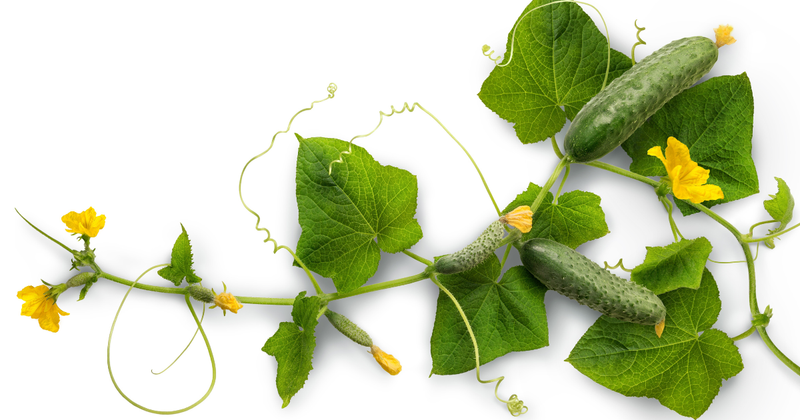 家庭菜園で楽しむ！地這いキュウリ栽培の魅力とコツ