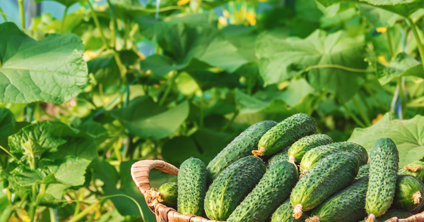 キュウリ栽培の落とし穴：肥料過多による失敗と対策