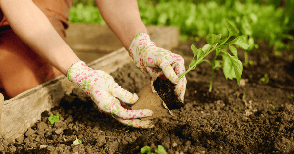 ネギの植え替え完全ガイド：時期、方法、成功の秘訣