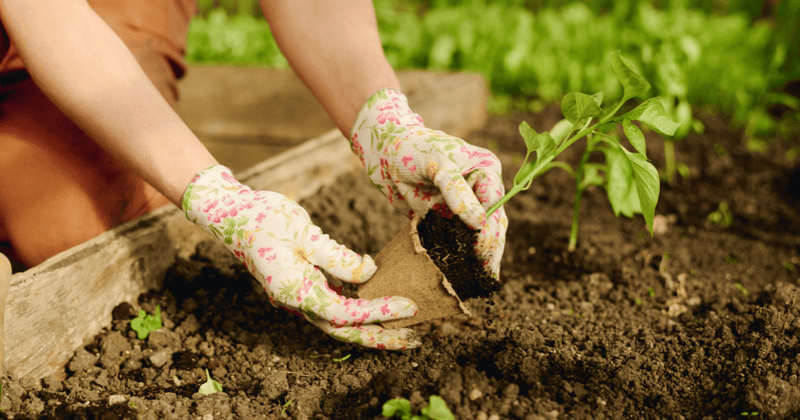 ネギの植え替え完全ガイド：時期、方法、成功の秘訣