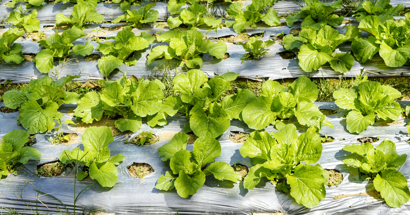 【家庭菜園】苺を植える時期はいつ？成功の秘訣と栽培方法を徹底解説
