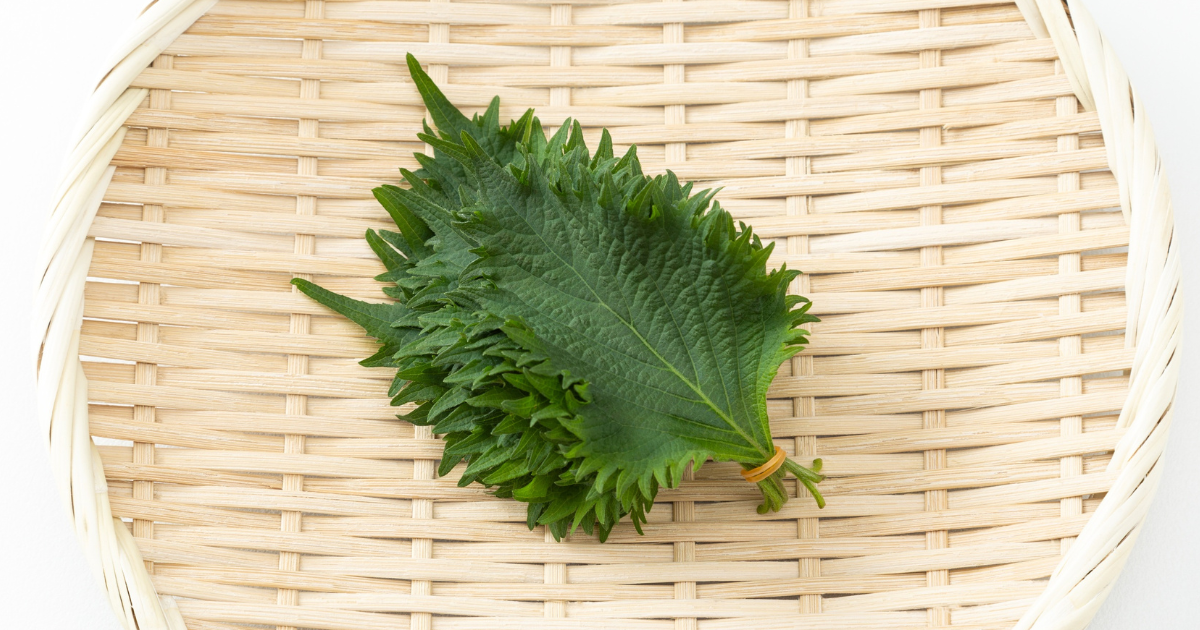 青じそ（大葉）の保存術：冷蔵・冷凍・乾燥で風味を長持ち！