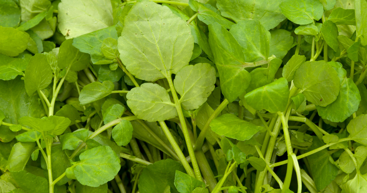 野生クレソン徹底解説：栄養、効能、自生場所から食べ方、注意点まで