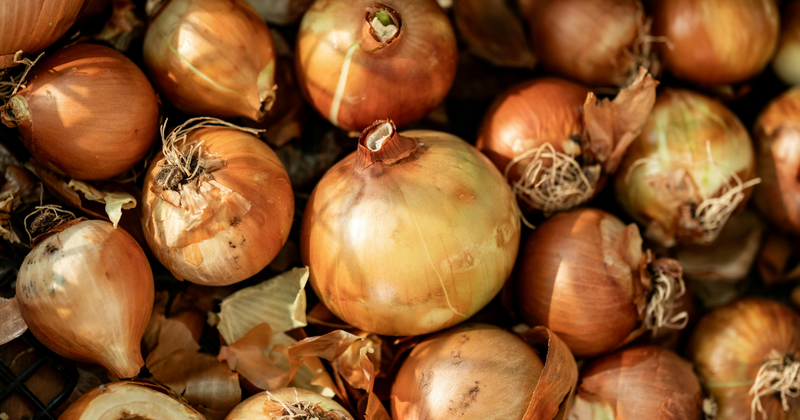 玉ねぎ苗植え付け：家庭菜園で美味しい玉ねぎを育てる完全ガイド