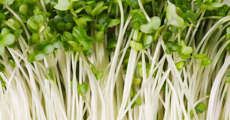 スプラウト野菜：天然サプリメントの秘密と食卓への取り入れ方