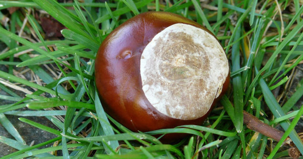 幻の栗！岸根栗の魅力：和栗のルーツを辿る