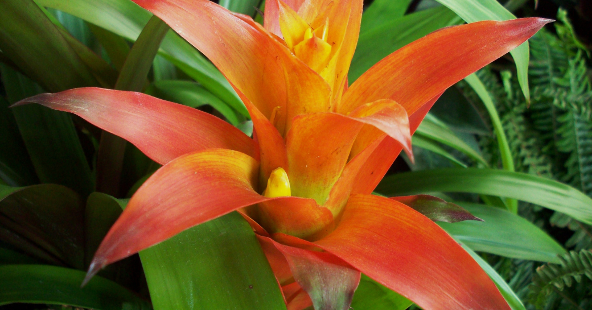 アナナスとは：パイナップルの語源から園芸における多様な意味まで