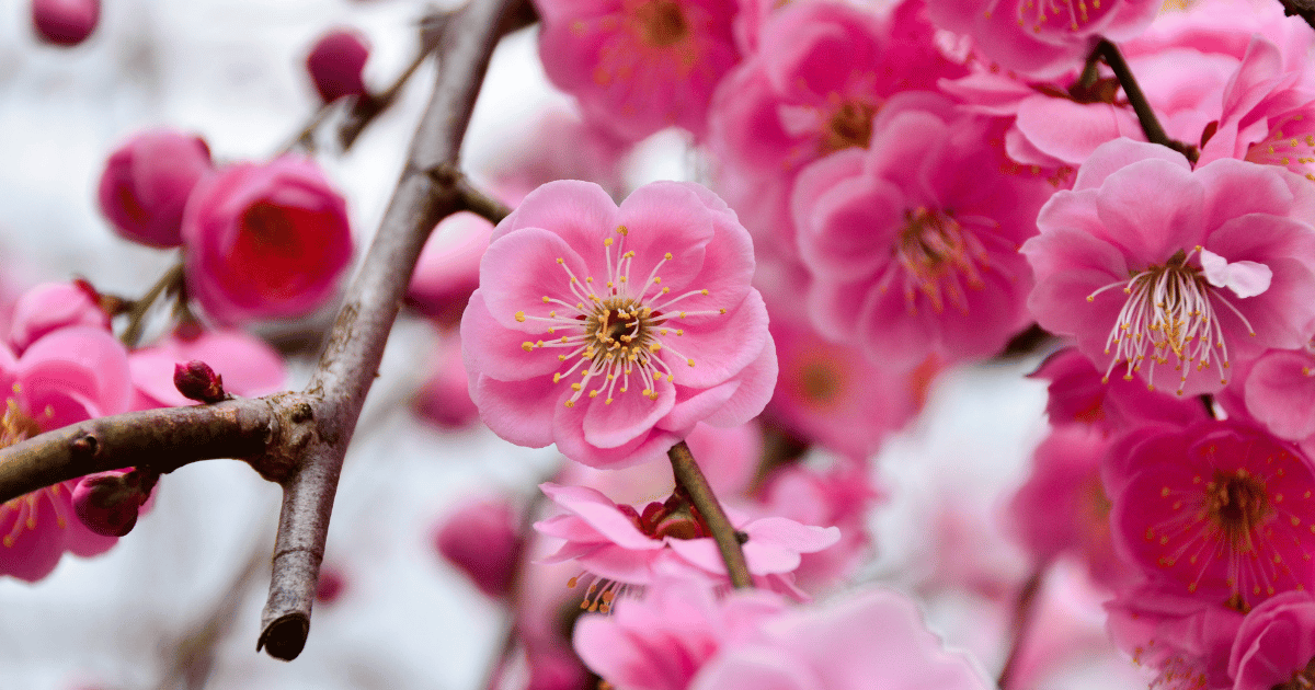 梅の木の育て方：剪定、肥料、病害虫対策まで徹底解説！