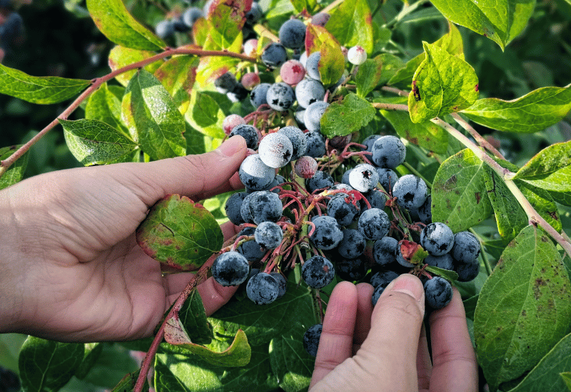 ブルーベリー プランター