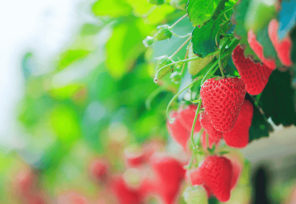 ベランダで果樹園！鉢植えで楽しむ果物栽培のススメ