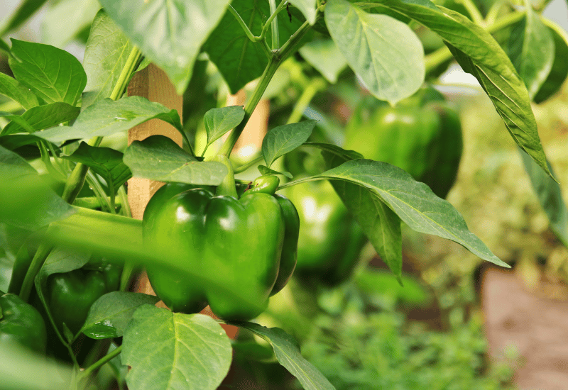 ピーマンとは？：栄養、おいしさの秘密を徹底解説