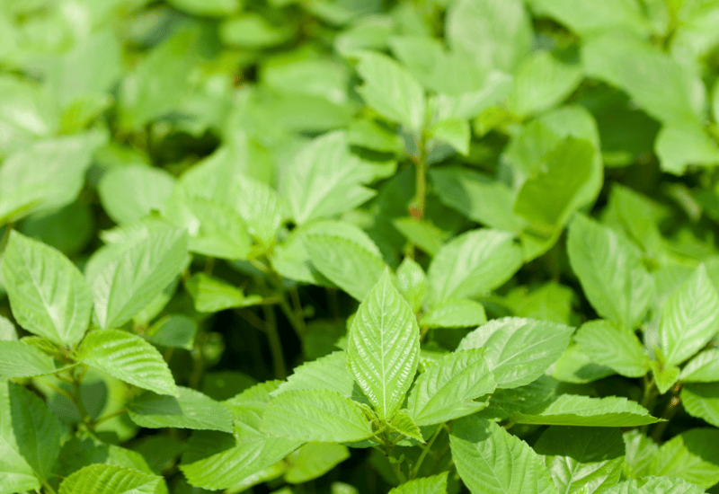 モロヘイヤの栄養素：驚きのパワー