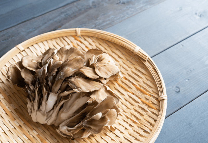 舞茸由来：知られざる美味しさの秘密と原木栽培の魅力