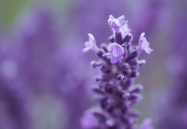 自宅で簡単！ハーブ栽培を始めて、豊かな生活を