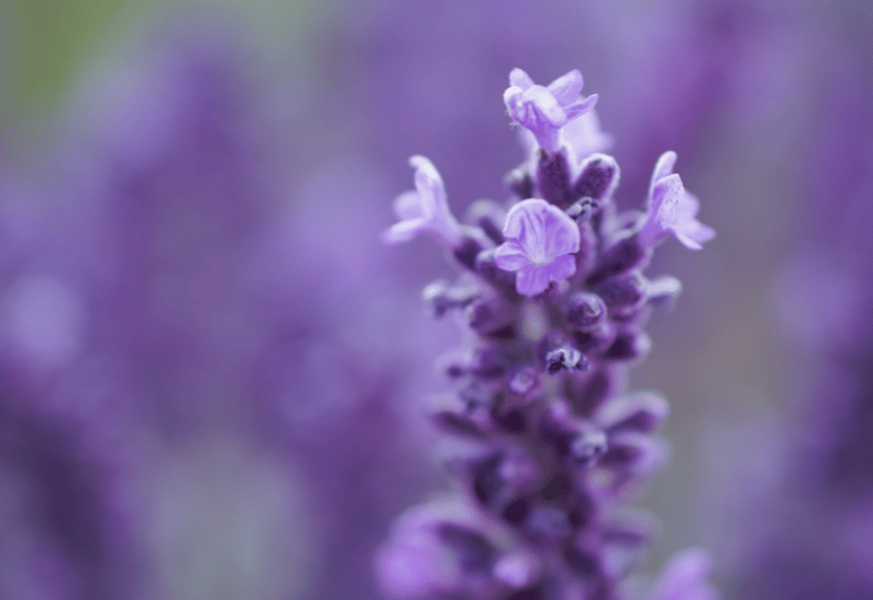 自宅で簡単！ハーブ栽培を始めて、豊かな生活を