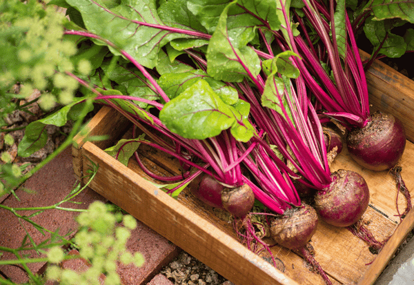 ビーツの下処理完全ガイド！栄養を逃さず美味しく調理するコツ
