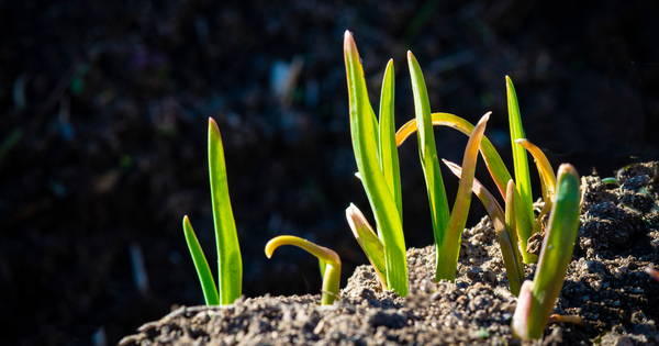 にんにくの芽 におい