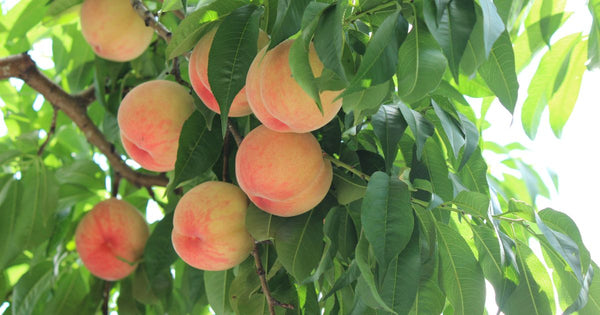 桃の収穫量ランキング：都道府県別トップ5と産地の特徴