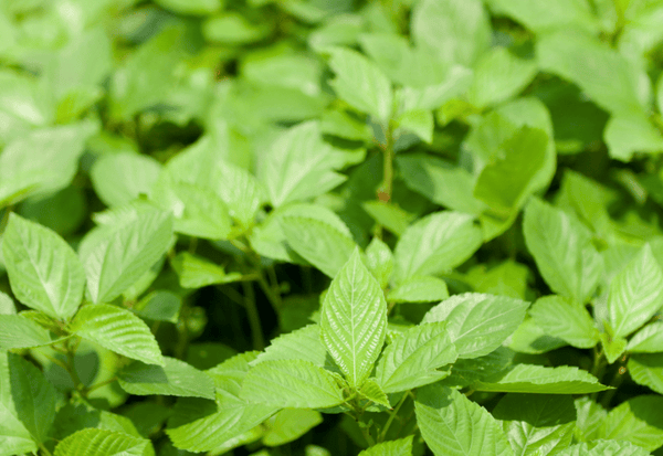 モロヘイヤの食べ方：知っておきたい注意点と安全に美味しく食べるための情報