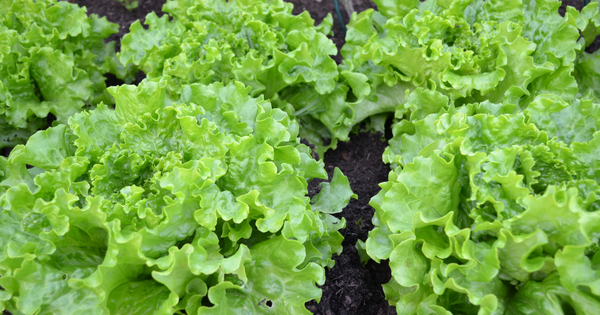 サニーレタスカロリー