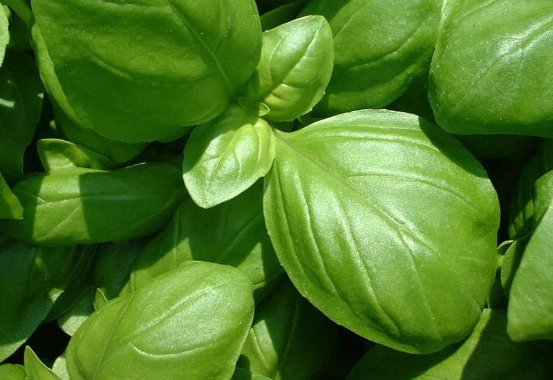 バジル栄養