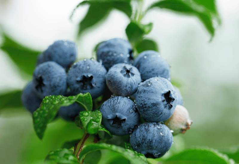 ブルーベリー ブライト ウェル