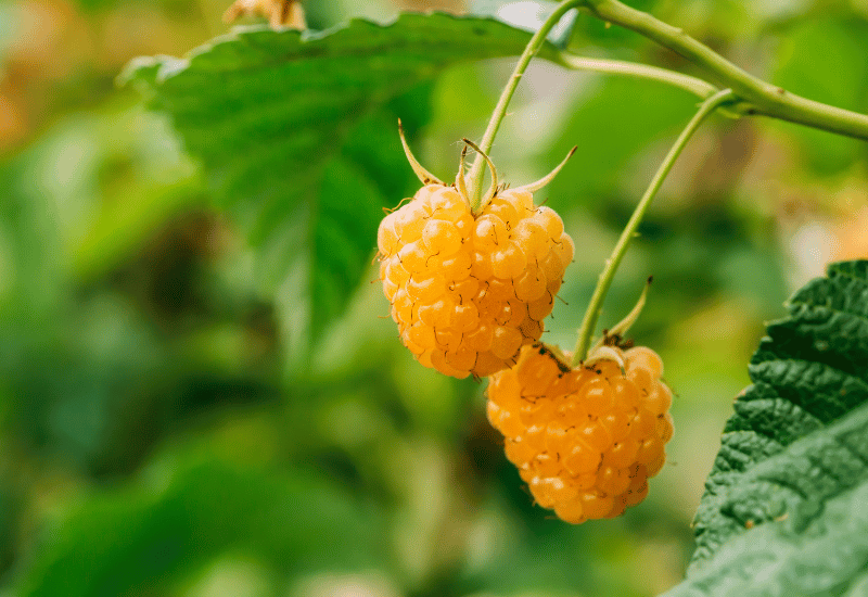 ラズベリー 時期
