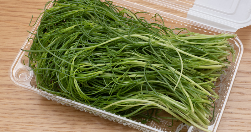 おかひじき 育て方