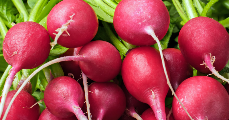 【旬のラディッシュ】食卓を彩る！栄養満点ミニ大根の魅力と活用レシピ