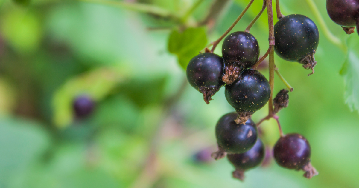 青森カシス：日本一の産地が誇る、自然の恵みと地域ブランドの物語
