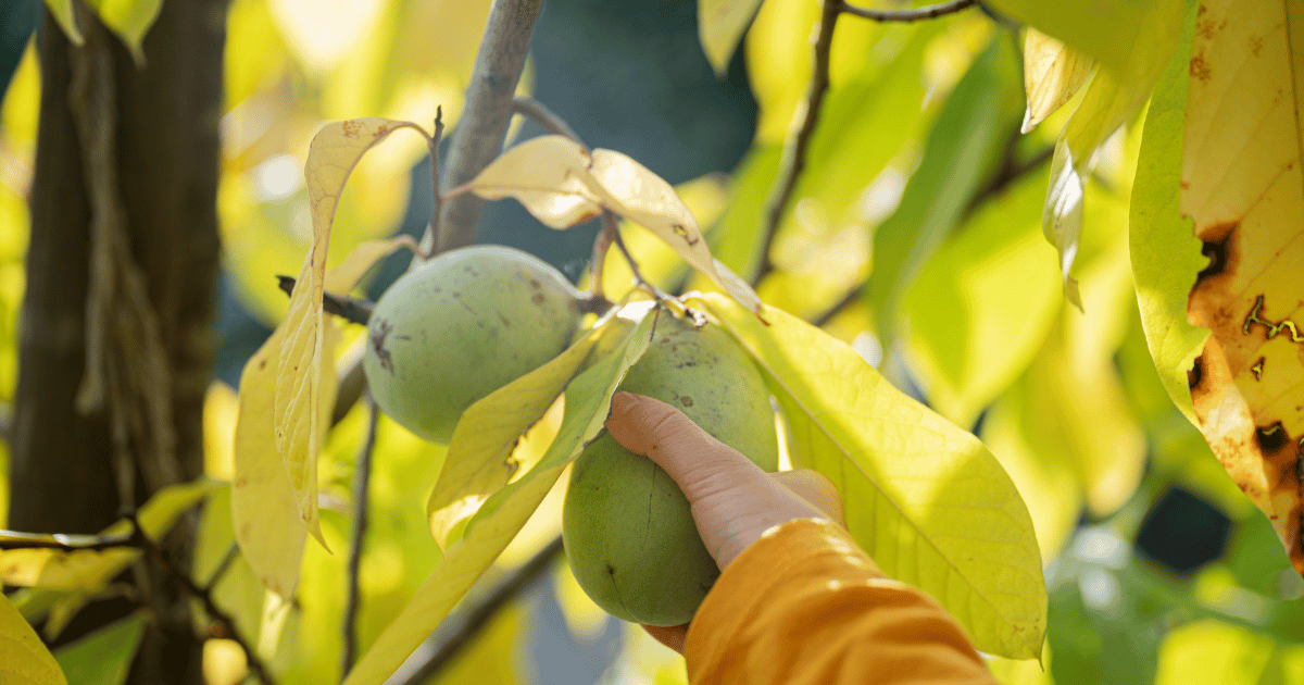 ポポー種まき完全ガイド：発芽成功への道