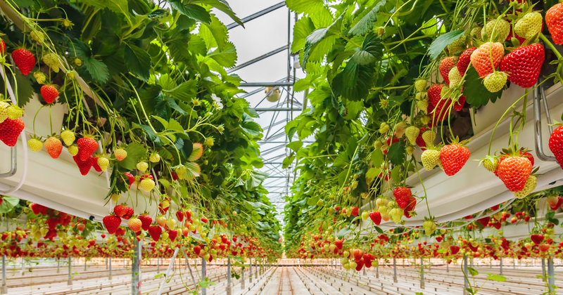 初心者でも簡単！家庭菜園で楽しむイチゴの育て方完全ガイド