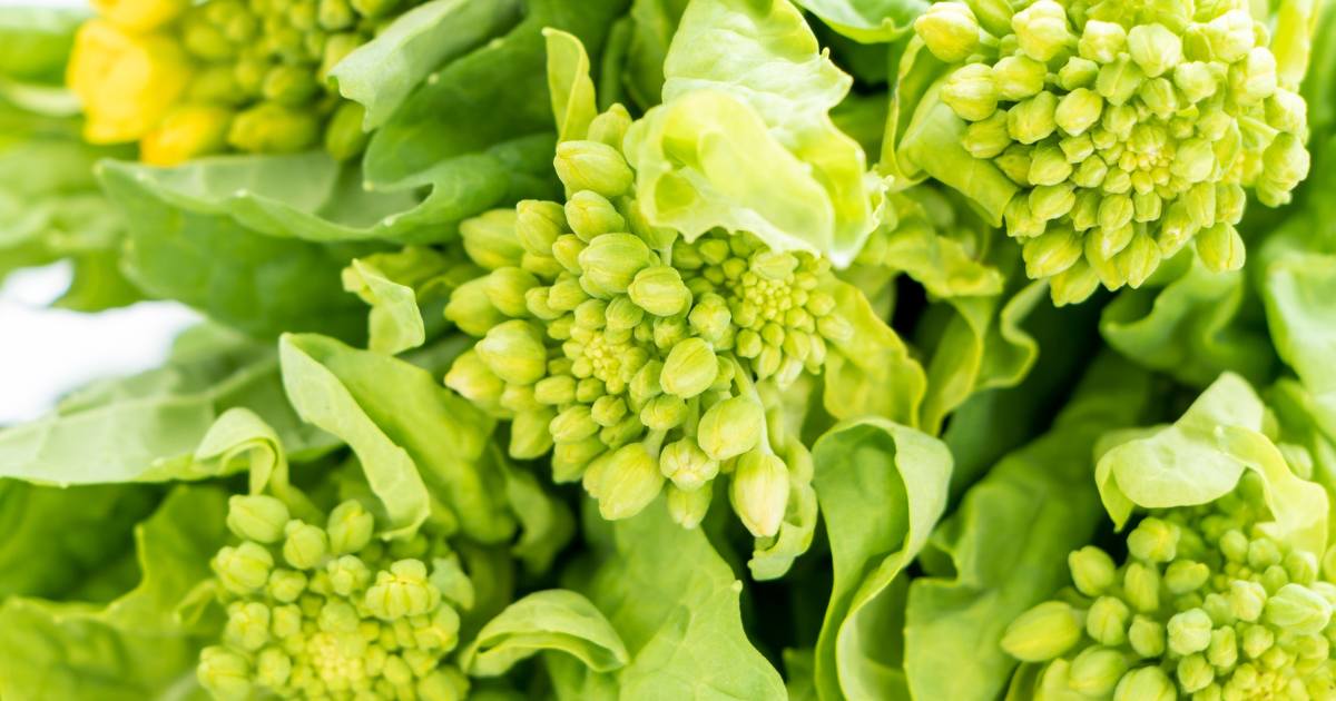 のらぼう菜の魅力：伝統野菜の歴史、栄養、育て方、絶品レシピを徹底解説