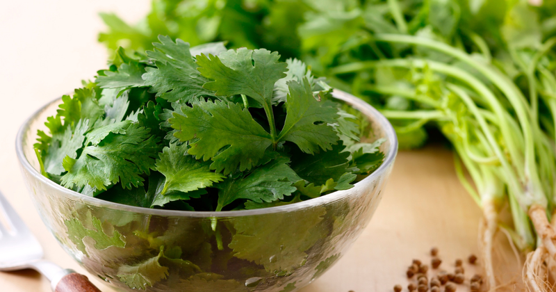 パクチー旬：最高の風味を味わうための時期と活用レシピ