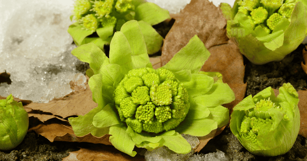 ふきのとうとふきの違い：旬の山菜を徹底解説！