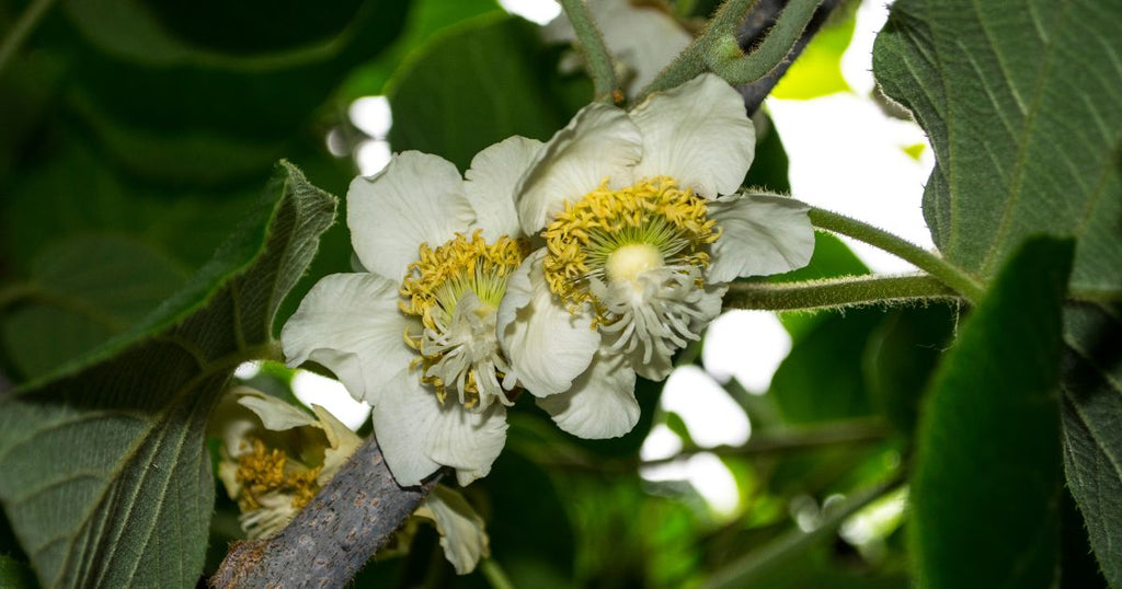 キウイ受粉の成功：花粉の秘密と実りを増やす方法
