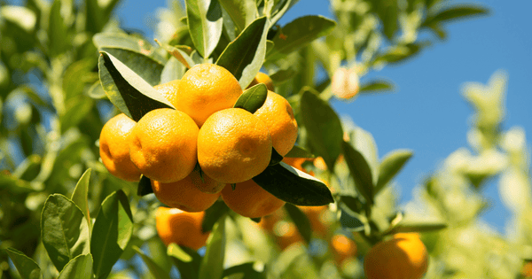 金柑の驚くべき効能と栄養：食べ過ぎに注意すべき点も解説