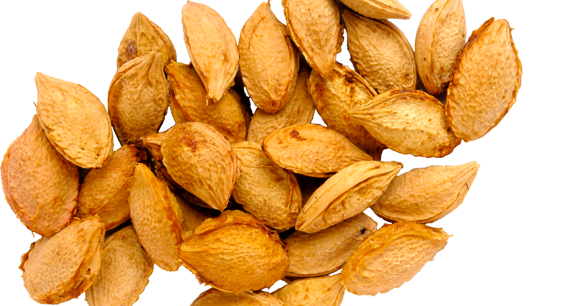 梅の種子活用術：知っておきたい豆知識と安全な処理方法