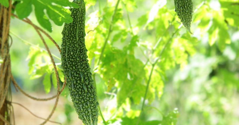 ゴーヤー冷凍保存術：苦味を調整し美味しく保存する秘訣と活用レシピ