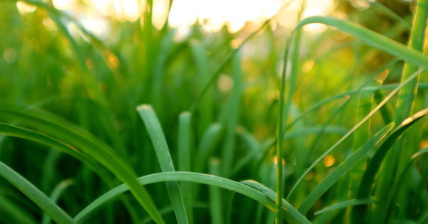 ニラの栽培：植え付けから収穫、株分けまで完全ガイド