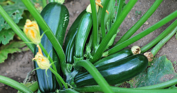 ズッキーニの生え方：生育のメカニズムと栽培のコツ